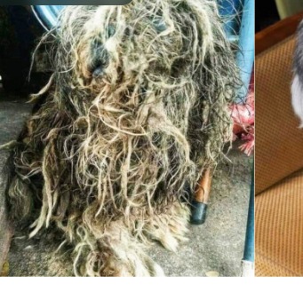 Floquinho antes do resgate, com pelo todo embaraçado